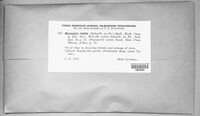 Gyromitra infula image